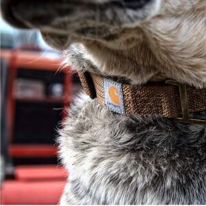 Brown Carhartt Dog Collar